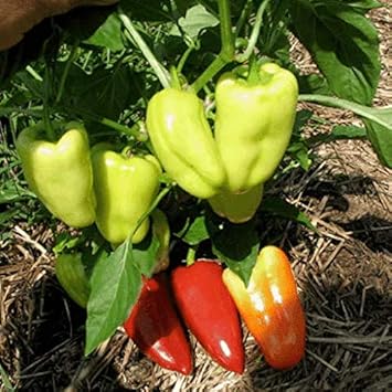 Sweet Gypsy Pepper Seeds for Planting-Heirloom & Non-GMO Seeds for planting